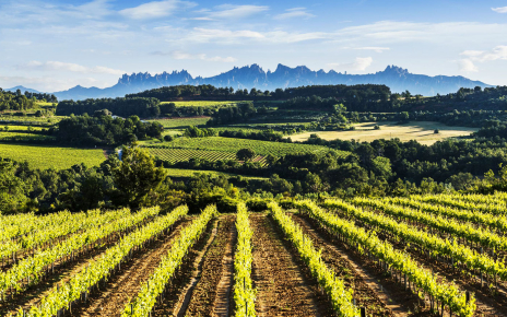 Your local area,Penedes wine-making region